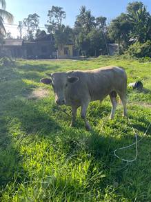 lembu jantan