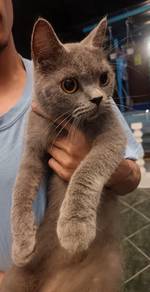 British Shorthair Blue Male