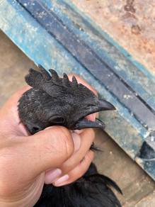 Ayam cemani Gred A