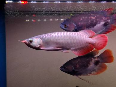 super red arowana murah2 ada sijil‼️