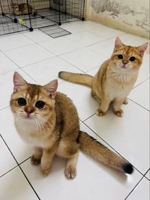 BSH Golden