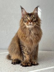 Maine Coon Male N25 🇷🇺