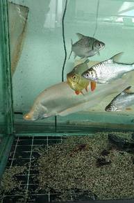 belida albino 2ft 