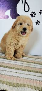 Maltipoo available now 