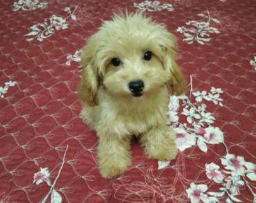 Toy Poodle