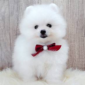 Pomeranian