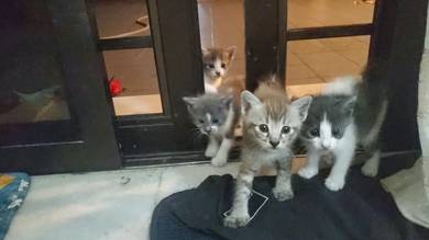 4 ekor anak kucing comel untuk dipelihara