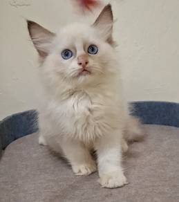 Bicolour Ragdoll kitten