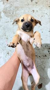 puppies mix