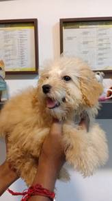Maltipoo 