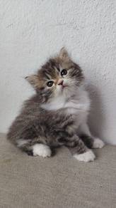 New Kitten 