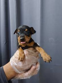 Mini Pinscher