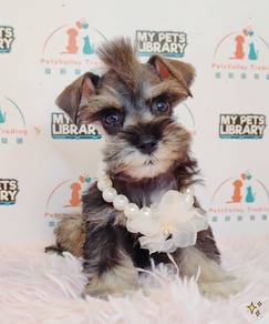 Schnauzer