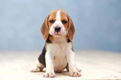 B8531 Chubby Beagle small tricolor floppy ears sho