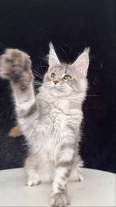 Silver Tabby Maine Coon Girl