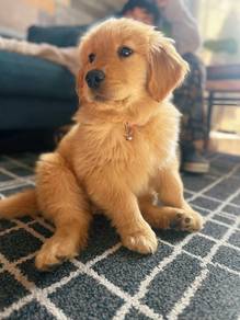 Golden Retriever,,