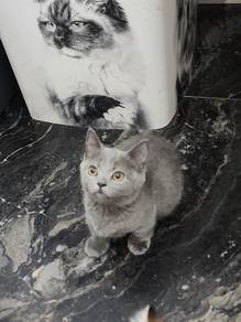 bsh munchkin female