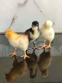 Ayam baka import untok di jual