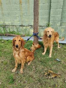 1 PAIR Golden Retriever ADULT dog