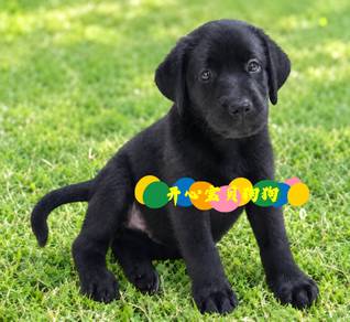 Labrador (F)