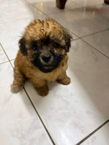 puppy Male n female