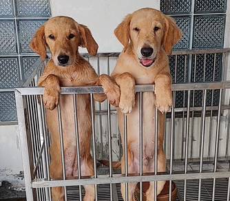 Golden retriever wit mka certificate 4 months