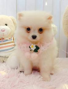 Pomeranian
