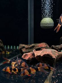 Clown Loach Fish