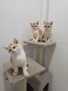 BSH GOLDEN British Shorthair Kitten
