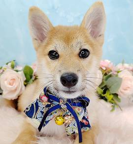 Shiba