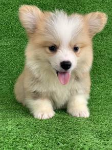 corgi 1