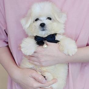Maltese