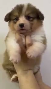 Welsh corgi high quality long coat mka microchip