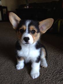 G996 Loveable Corgi Short Leg puppy Baby Puppy