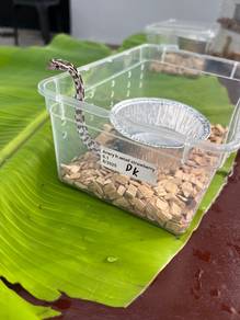 ular jagung snake black anery