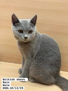 Bsh Blue
