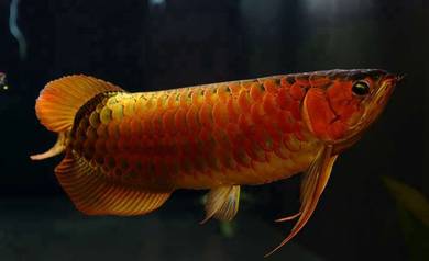arowana blood red 26 inch-wholesale price