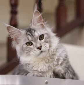 Mainecoon