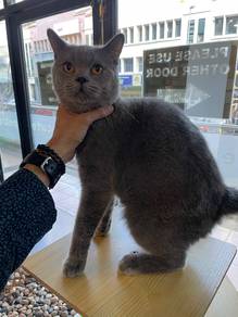British Shorthair