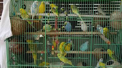 Budgie (Parakeet)