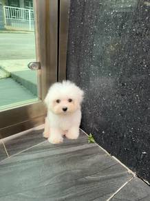 Male Maltese puppy