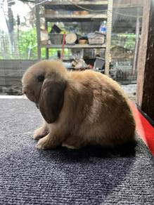 holland lop rabbit