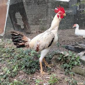 ayam pama