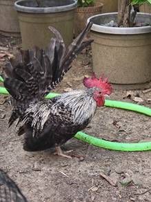 Ayam Katik chabo