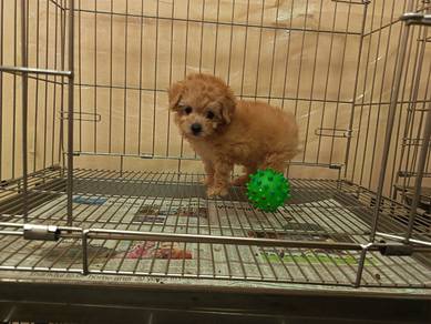 Tiny Poodle Taiwan Lineage Puppy