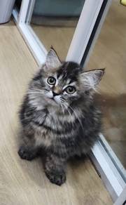kitten mainecoon m 