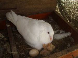 Burung merpati murahi kampung