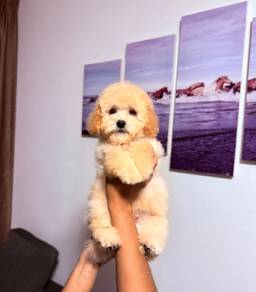 Maltipoo puppies 7
