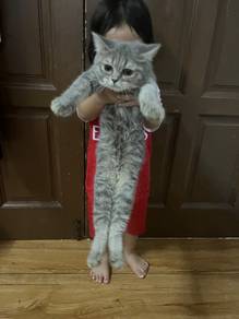 Rehome BSH mix ragdoll