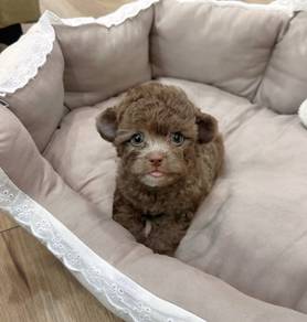 MINI POODLE PUPPIES S155 🌻 Tiny Toy - Tea Cup
